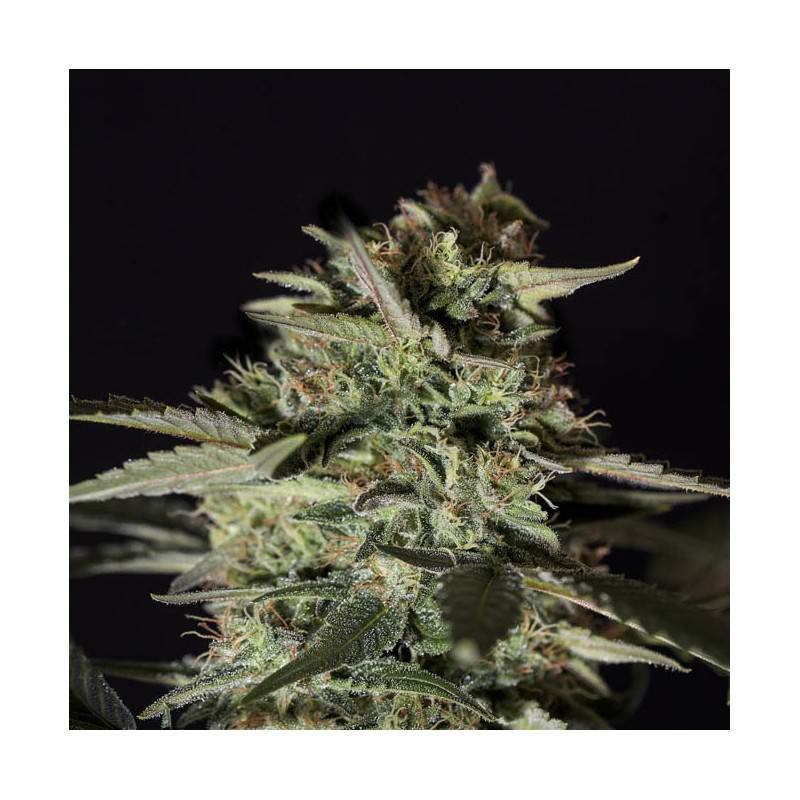 MEDIZINAL CBD · Genehtik · semi di canapa indiana · Fem