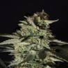 MEDIZINAL CBD · Genehtik · kenevir tohum · Disi · Fem