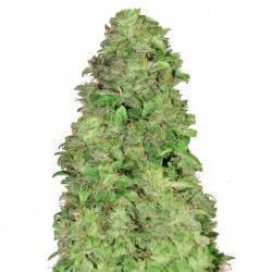 CBD Auto 20:1 · FastBuds Seeds · kaufen cannabis samen · AutoFem