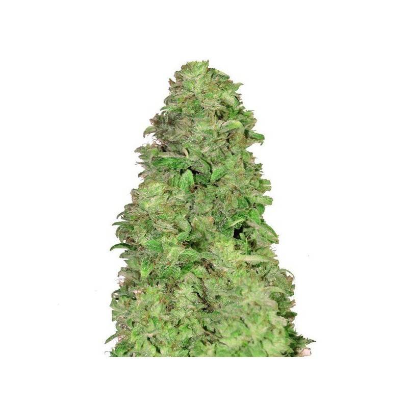 CBD Auto 20:1 · FastBuds Seeds · semi di canapa · AutoFem