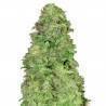 CBD Auto 20:1 · FastBuds Seeds · semi di canapa · AutoFem