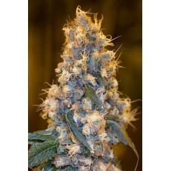 BLUE FIRE · Humboldt Seeds...