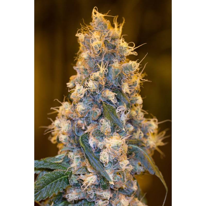 BLUE FIRE · Humboldt Seeds Organization · cannabis seeds · Fem