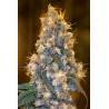 BLUE FIRE · Humboldt Seeds Organization · semi di canapa  · Fem