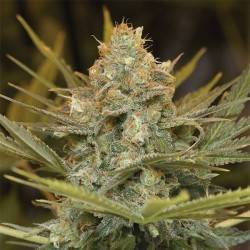 THREE BLUE KINGS · Humboldt...