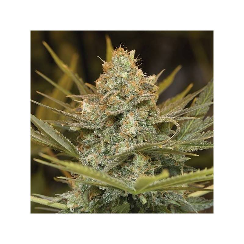 THREE BLUE KINGS · Humboldt Seeds Organization · semi di canapa · Fem