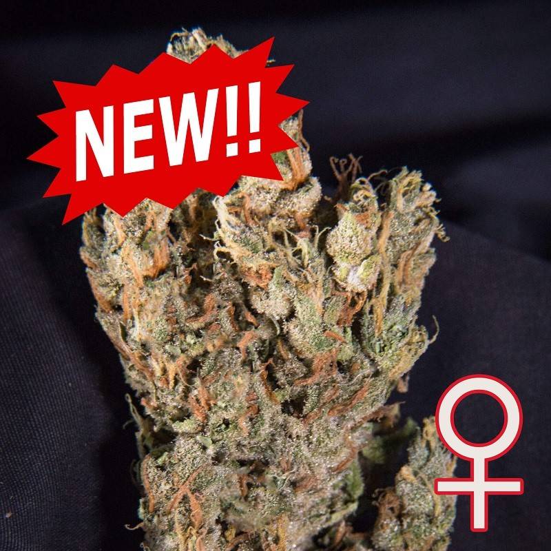 LEMON SPUTNIK AUTO · K.C.Brains Seeds · semi di canapa indiana · AutoFem