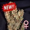 LEMON SPUTNIK AUTO · K.C.Brains Seeds · semi di canapa indiana · AutoFem