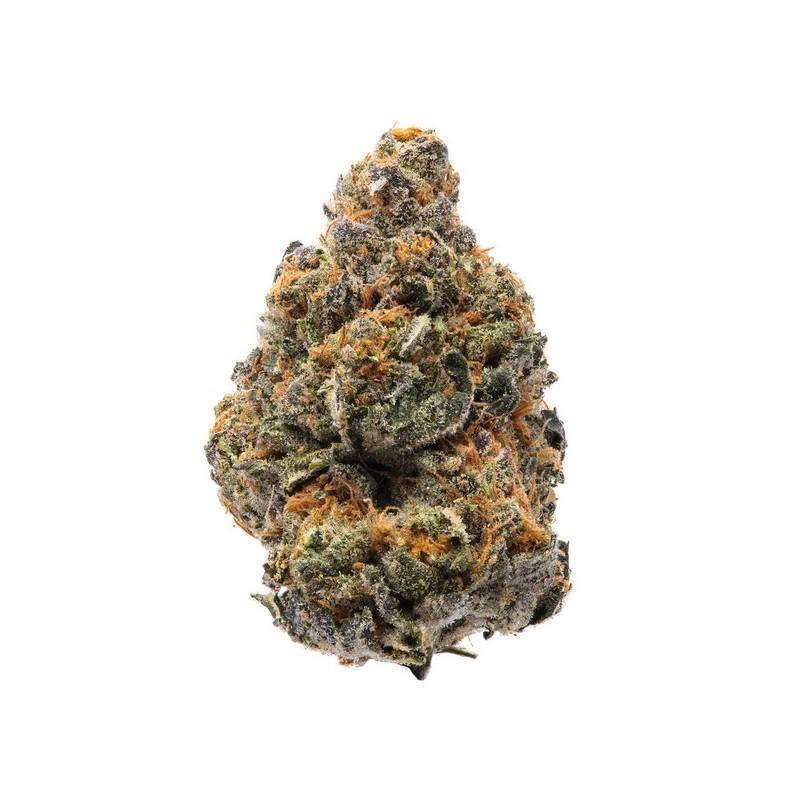 THE NEW · Humboldt Seeds Organization · semi di canapa  · Fem