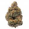 THE NEW · Humboldt Seeds Organization · semi di canapa  · Fem
