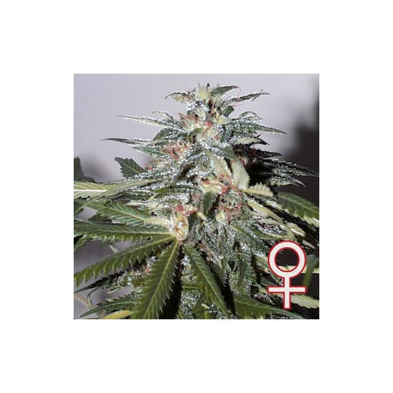 K.C. 51 AUTO · K.C.Brains Seeds · semi di canapa indiana · AutoFem