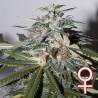 K.C. 51 AUTO · K.C.Brains Seeds · cannabis seeds · AutoFem