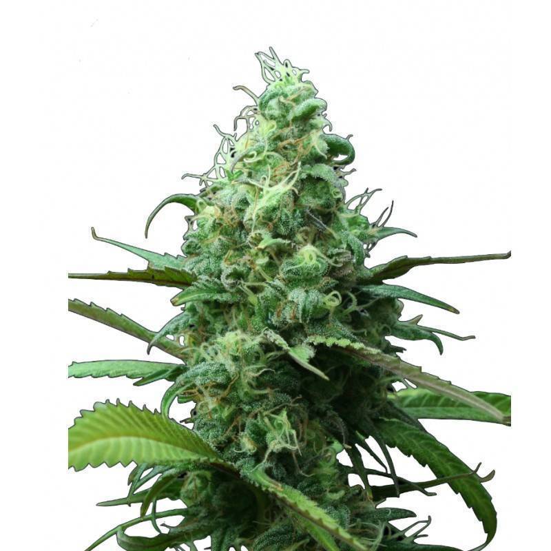 FAR OUT - 3 · Mandala Seeds · semi di canapa indiana - Femminizzati