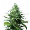 FAR OUT - 3 · Mandala Seeds · cannabis seeds - Feminised