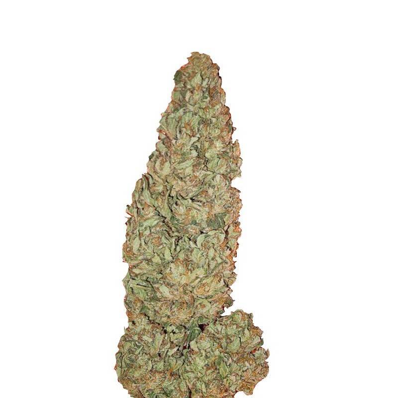 HUBBLE BUBBLE  · Mandala Seeds · semi di canapa - Fem