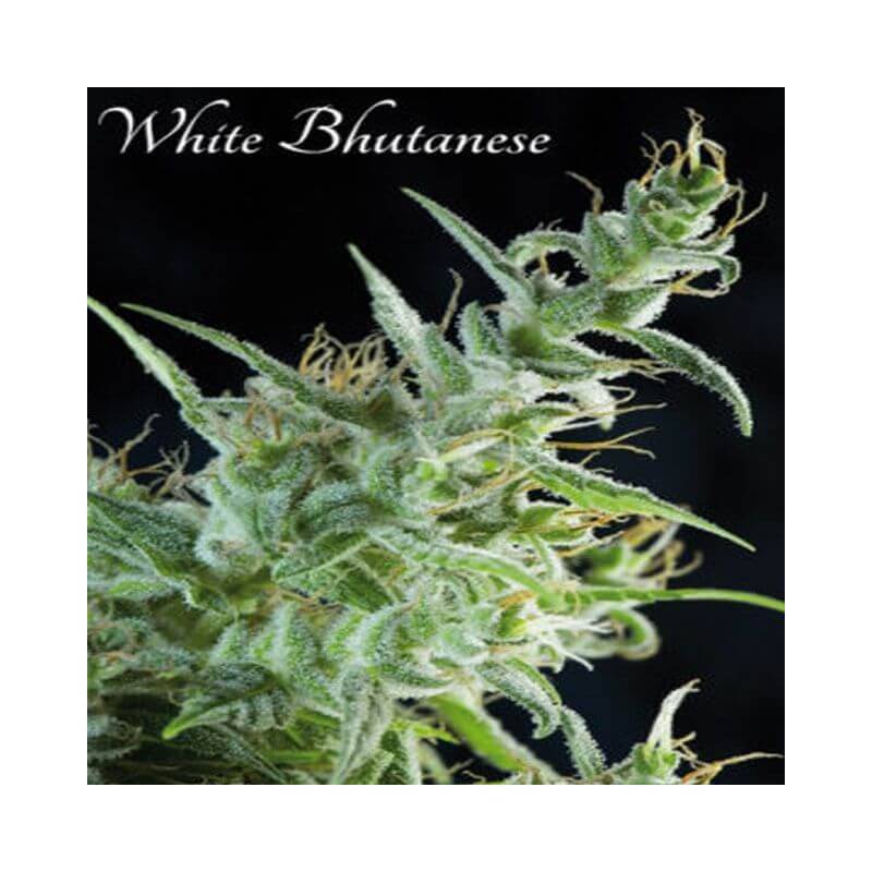 White Bhutanes - 3 · Mandala Seeds · cannabis seeds - Feminised