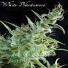 White Bhutanes - 3 · Mandala Seeds · cannabis seeds - Feminised