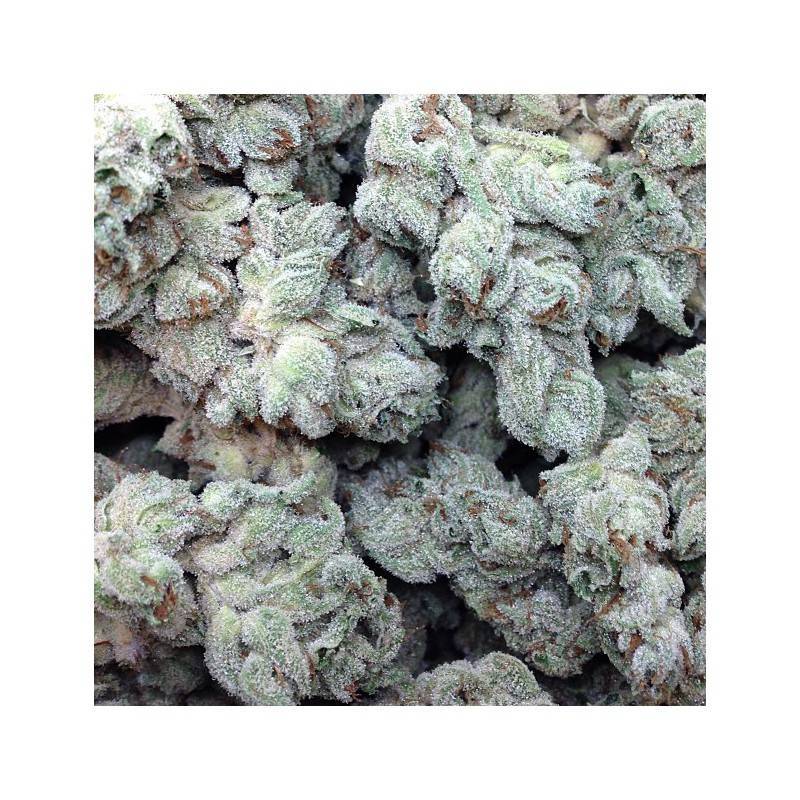 WHITE MAGIC · Mandala Seeds · semi di canapa · Fem