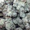 WHITE MAGIC · Mandala Seeds · semi di canapa · Fem