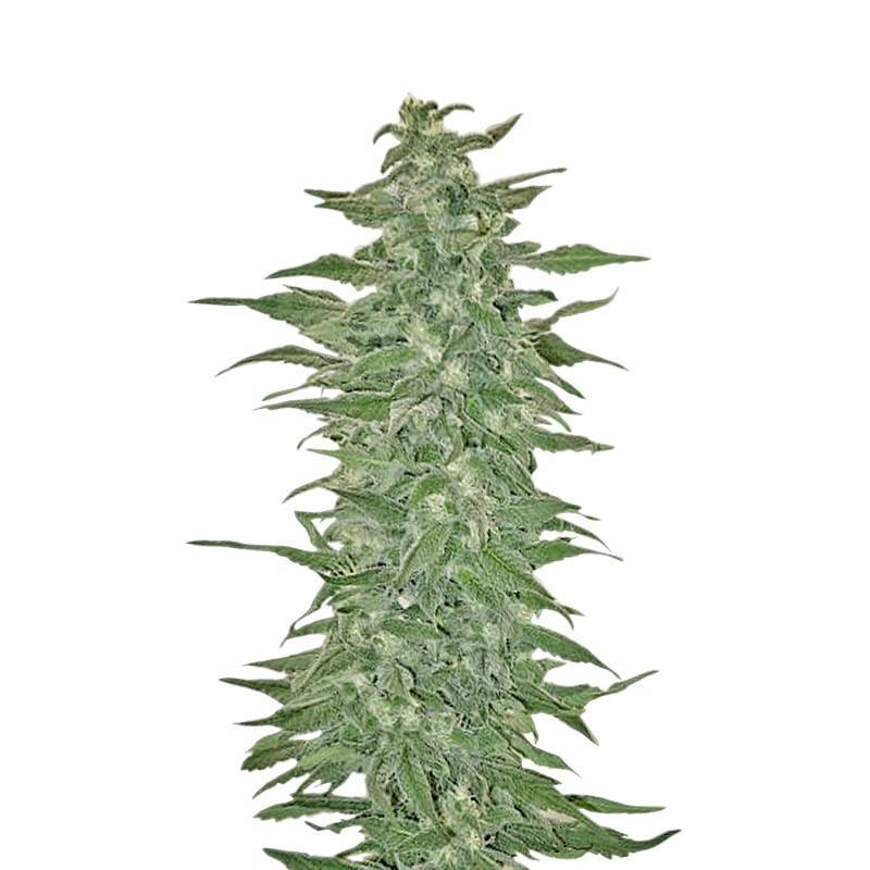 RISHI KUSH · Mandala Seeds · semi di canapa · Reg