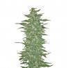 RISHI KUSH · Mandala Seeds · semi di canapa · Reg