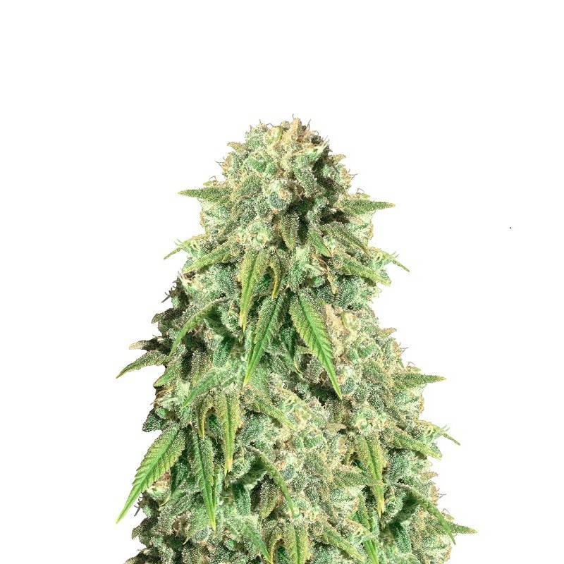 POINT OF NO RETURN · Mandala Seeds · semi di canapa · Reg
