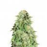 POINT OF NO RETURN · Mandala Seeds · semi di canapa · Reg