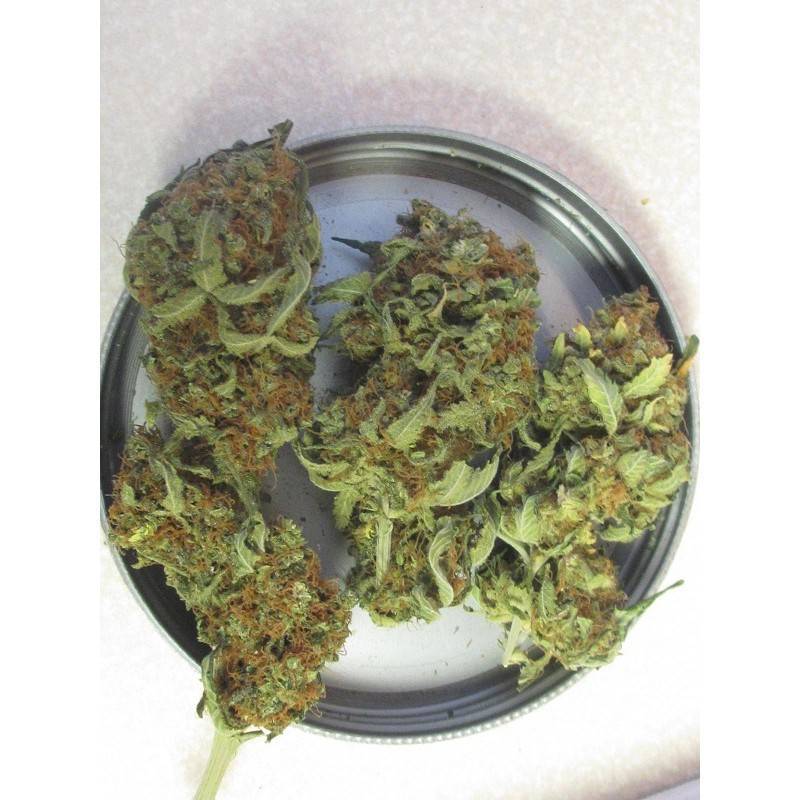 GANESH · Mandala Seeds · semi di canapa · Reg