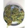 GANESH · Mandala Seeds · semi di canapa · Reg