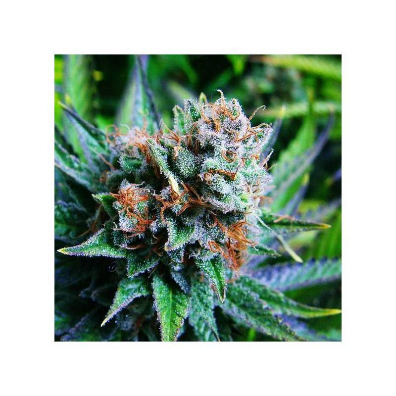 BLUE DREAM · Nirvana Seeds · cannabis seeds · Fem