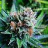 BLUE DREAM · Nirvana Seeds · sementes de maconha · Fem