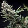 AUTO NEW YORK CITY · Pyramid Seeds · cannabis samen · AutoFem