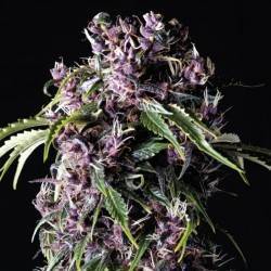 PURPLE · Pyramid Seeds · cannabis samen · Fem