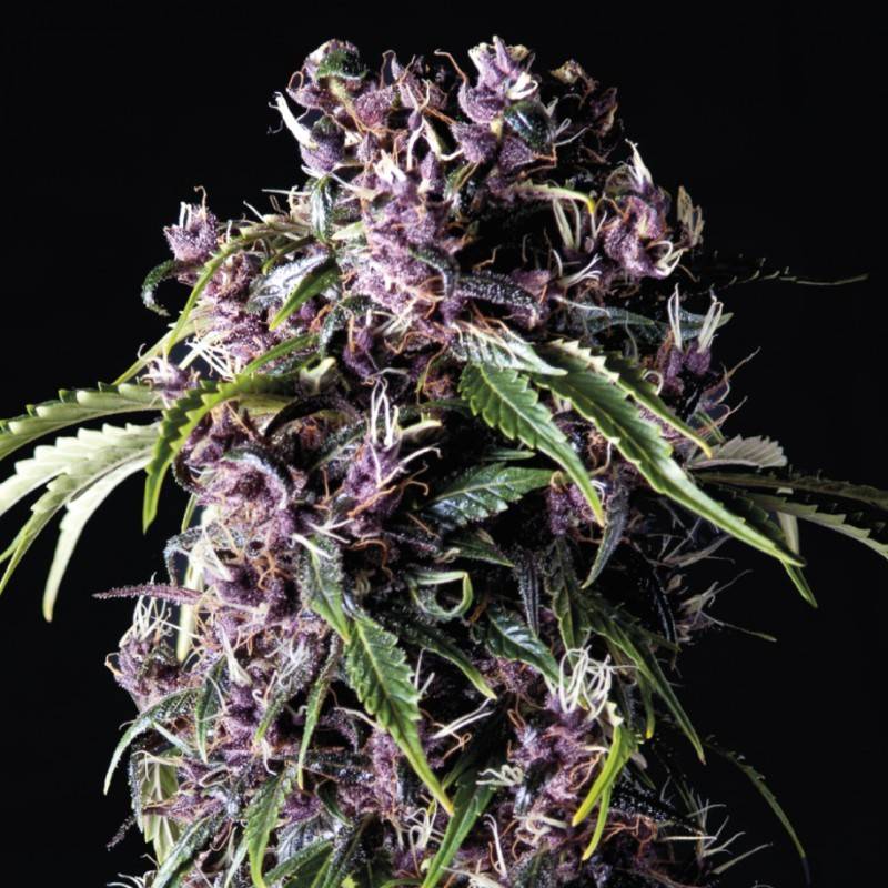 PURPLE · Pyramid Seeds · kenevir tohum · Disi · Fem