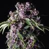 PURPLE · Pyramid Seeds · cannabis seeds · Fem