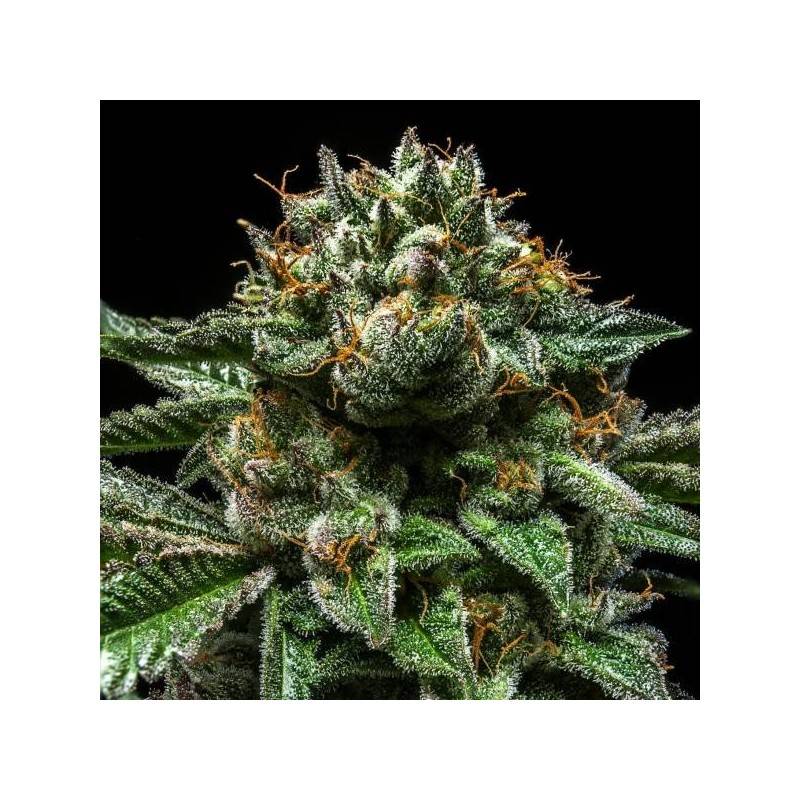 CHEMPIE · Ripper Seeds · semi di canapa · Fem