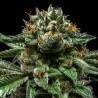 CHEMPIE · Ripper Seeds · kaufen cannabis samen · Fem