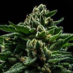 DO-G · Ripper Seeds · semi...