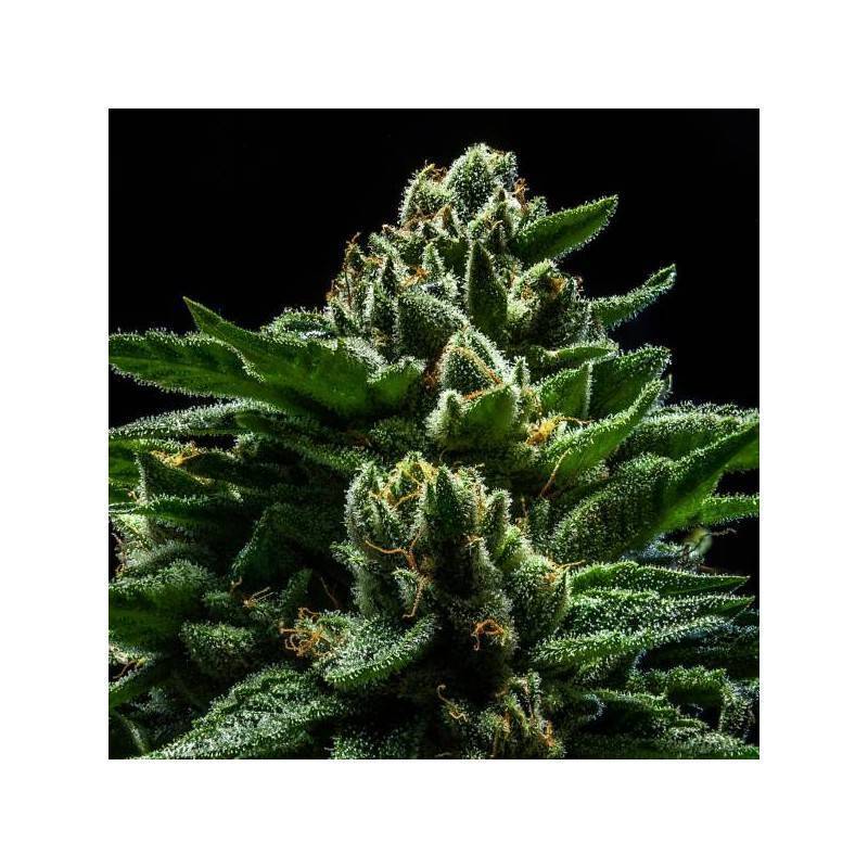 DO-G · Ripper Seeds · semi di canapa · Fem