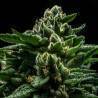 DO-G · Ripper Seeds · semi di canapa · Fem