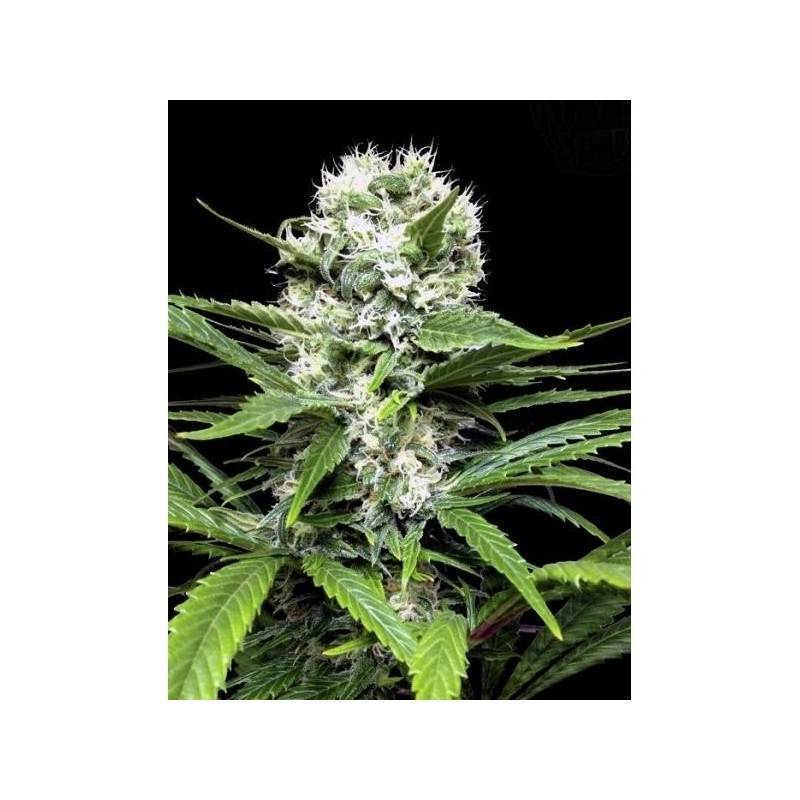 LEMON ICE 2.0 · Ripper Seeds · semi di canapa · Fem