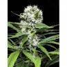 LEMON ICE 2.0 · Ripper Seeds · semi di canapa · Fem