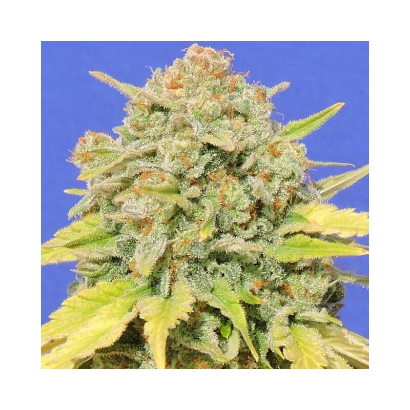AUTO ZKITTLEZ · Dr Green Seeds · semi di canapa all ingrosso · AutoFem