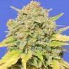 AUTO ZKITTLEZ · Dr Green Seeds · semi di canapa all ingrosso · AutoFem