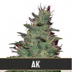 AK Auto · Blimburn Seeds ·...