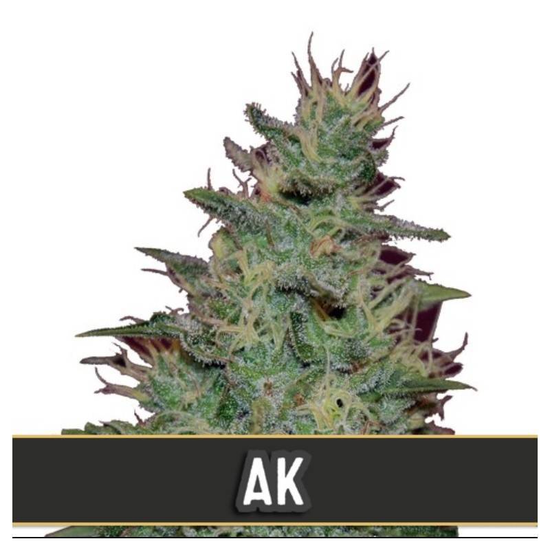 AK Auto · Blimburn Seeds · semi di canapa · AutoFem