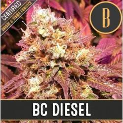 BC Diesel · Blimburn Seeds · kenevir tohum · Disi · Fem