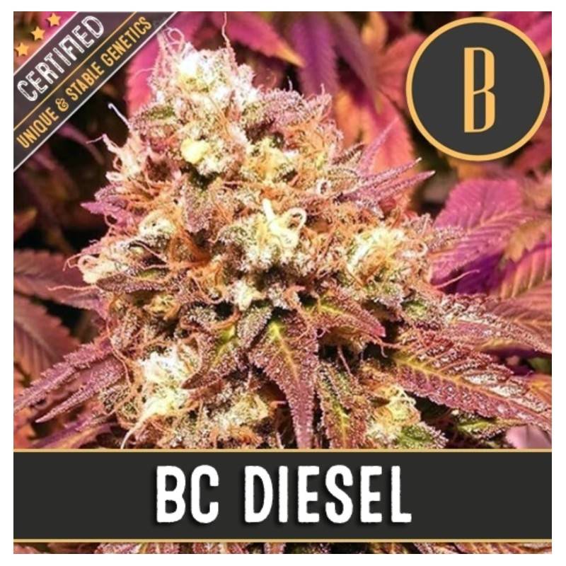 BC Diesel · Blimburn Seeds · semi di canapa · Fem