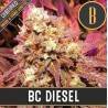 BC Diesel · Blimburn Seeds · semi di canapa · Fem
