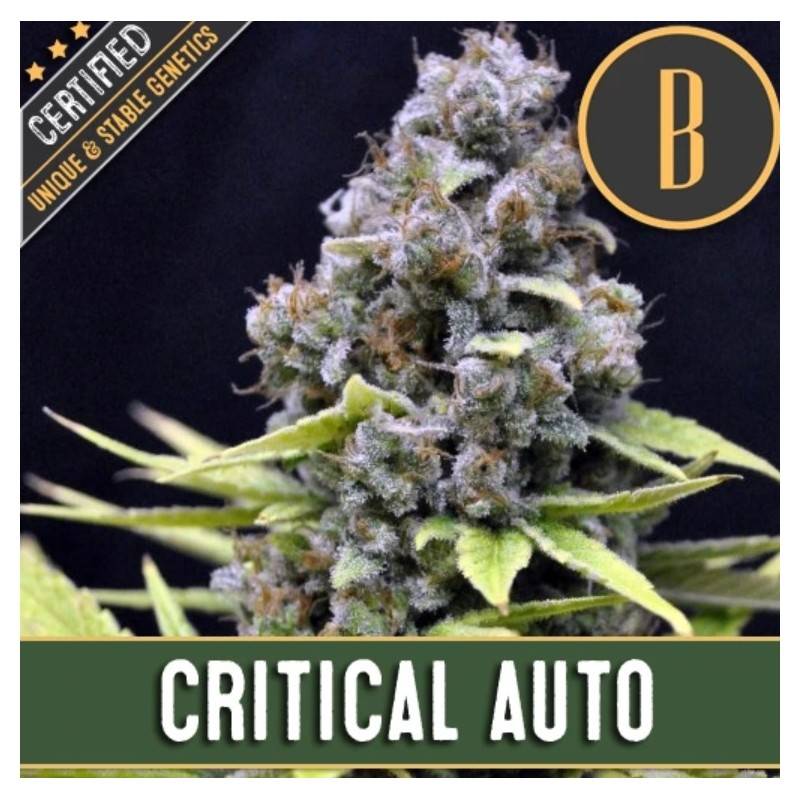 Critical Auto · Blimburn Seeds · semi di canapa · AutoFem